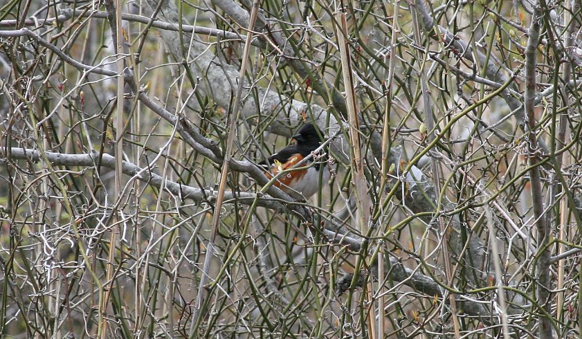 Strange bird seen walking back to the parking lot